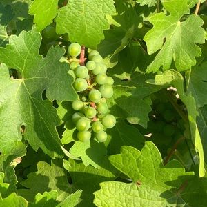 Meet your Posher, Ashani